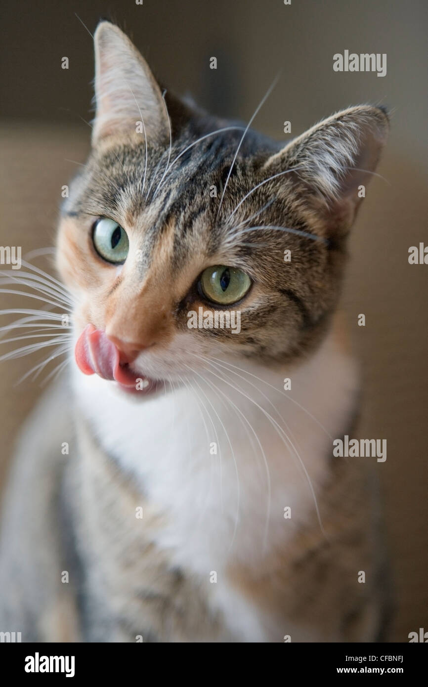 Porträt von Mischling-Katze Stockfoto