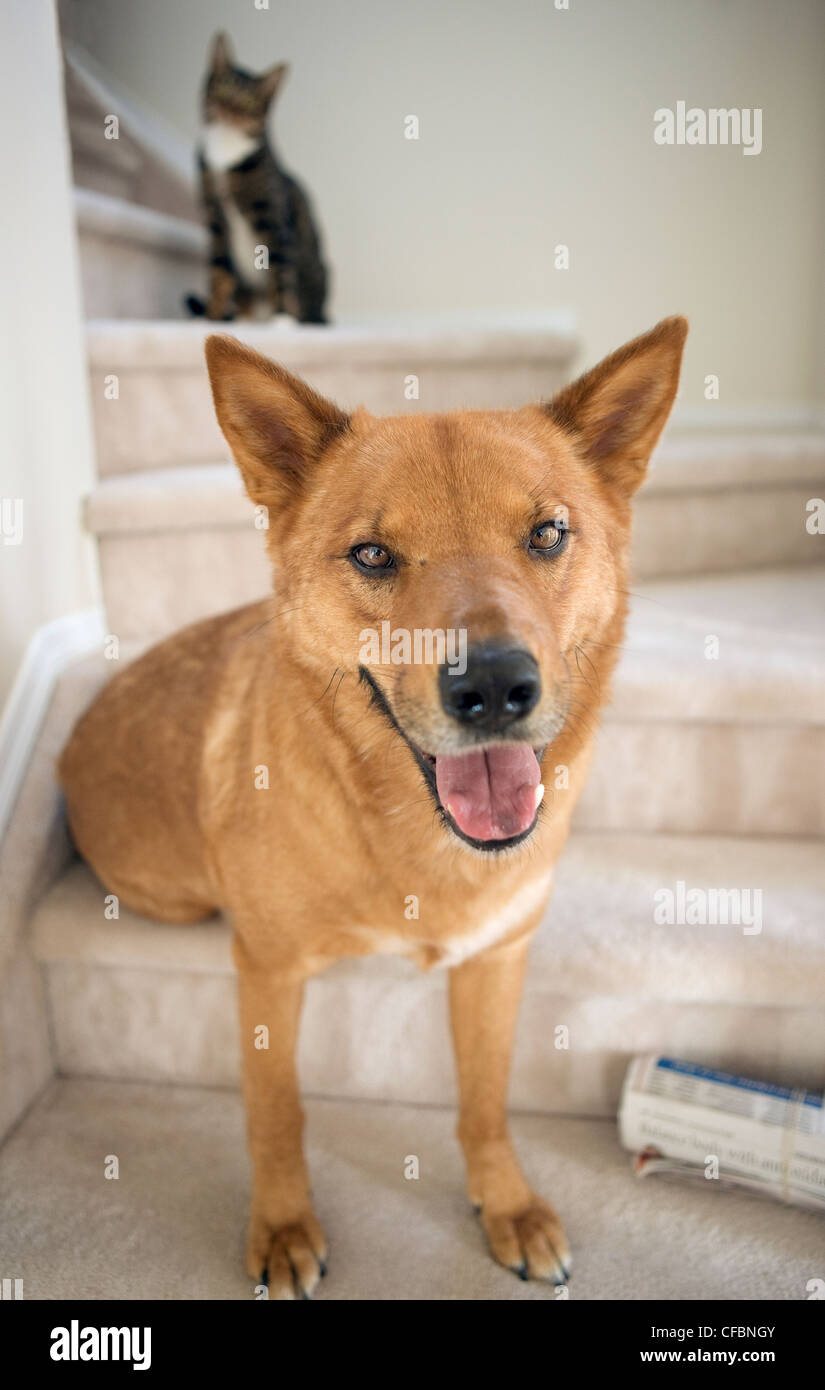 Mischling Hund mit Mischling Katze im Hintergrund von zu Hause Stockfoto