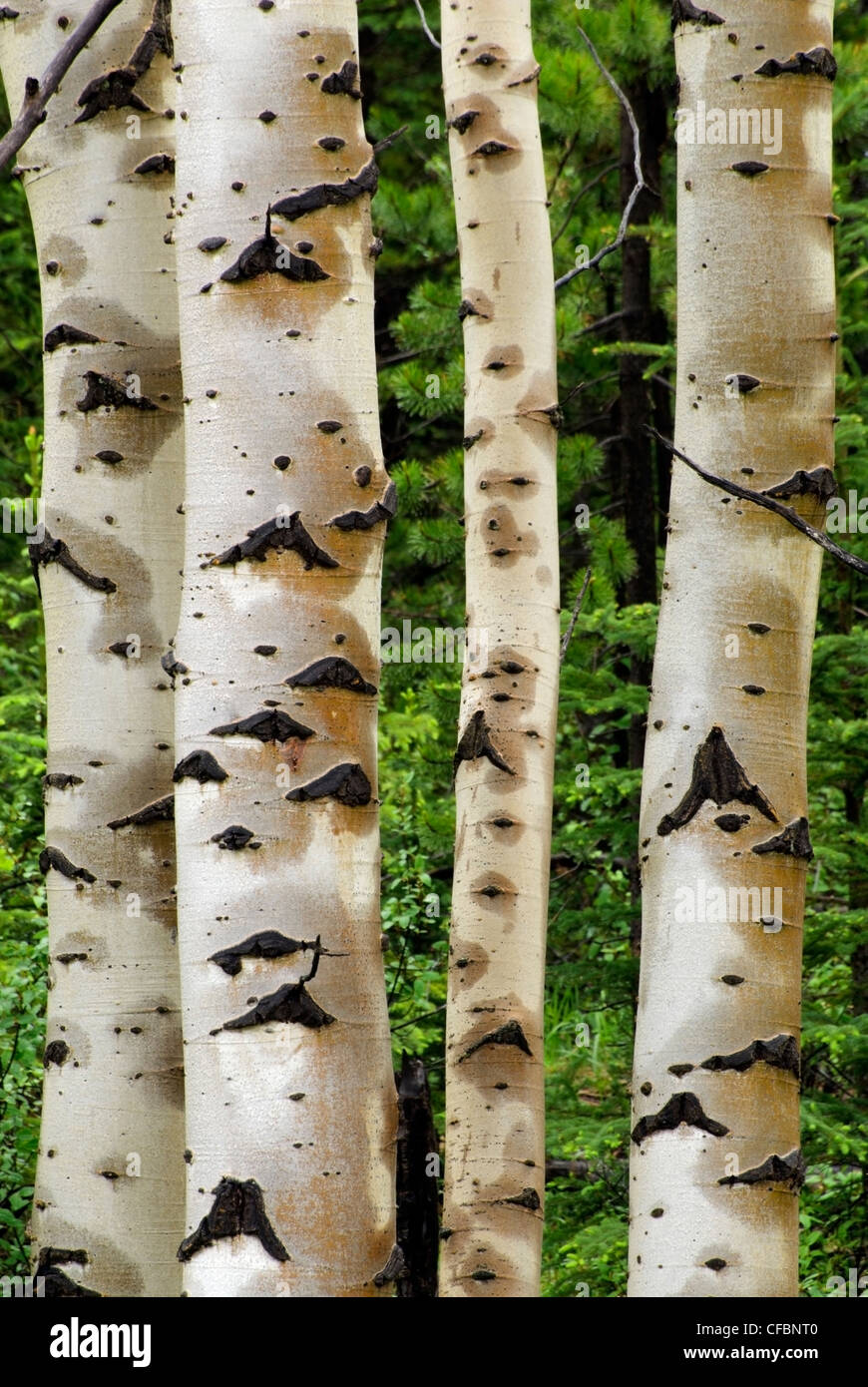 Nassen Espe Baumstämme (bevölkerungsreichen Tremuloides) in der Nähe von Nordegg, Alberta, Kanada Stockfoto
