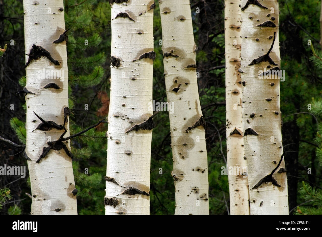 Nassen Espe Baumstämme (bevölkerungsreichen Tremuloides) in der Nähe von Nordegg, Alberta, Kanada Stockfoto