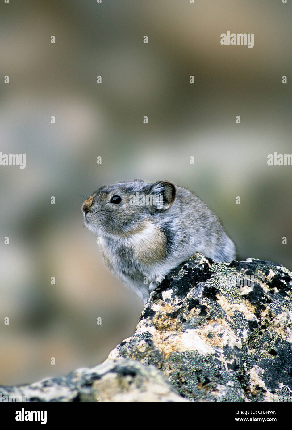 Erwachsenen collared Pika (Ochotona Collaris), Zentral-Alaska Stockfoto