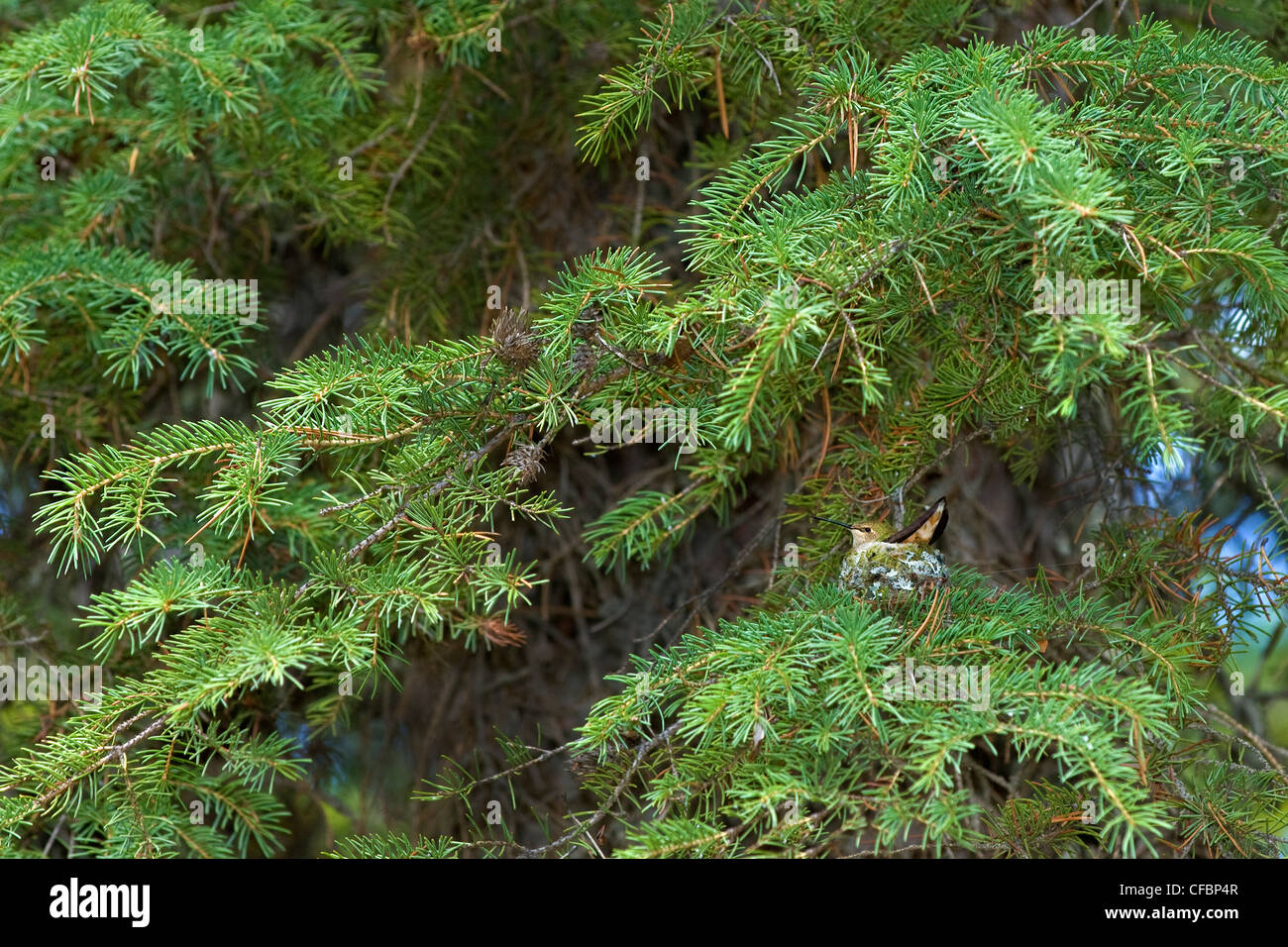 Inkubation weibliche Rufous Kolibri (Selasphorus Rufus), Rocky Mountains, Jasper Nationalpark, Alberta, West-Kanada Stockfoto