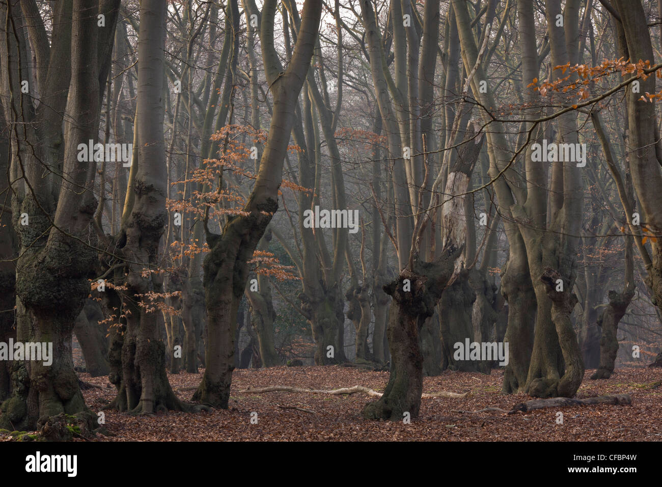 Alte Buche Pollards in große Mönch Holz, Epping Forest. London. Stockfoto