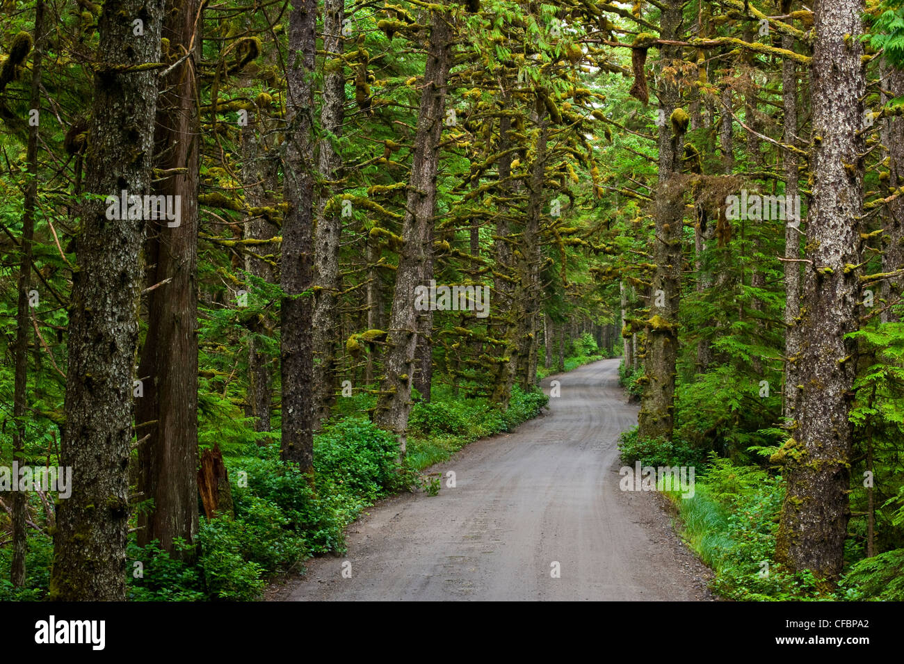 Straße durch den Regenwald, Tow Hill, Naikoon Provincial Park, Queen Charlotte Islands, British Columbia, Kanada Stockfoto