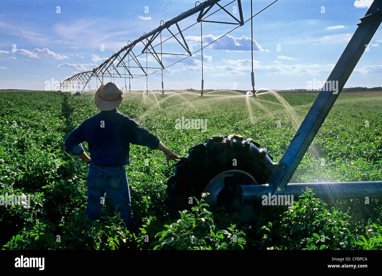 Ein Landwirt mit Blick auf Mitte Drehpunkt Bewässerungssystem bewässert Kartoffelfeld in der Nähe von Holland, Manitoba, Kanada Stockfoto