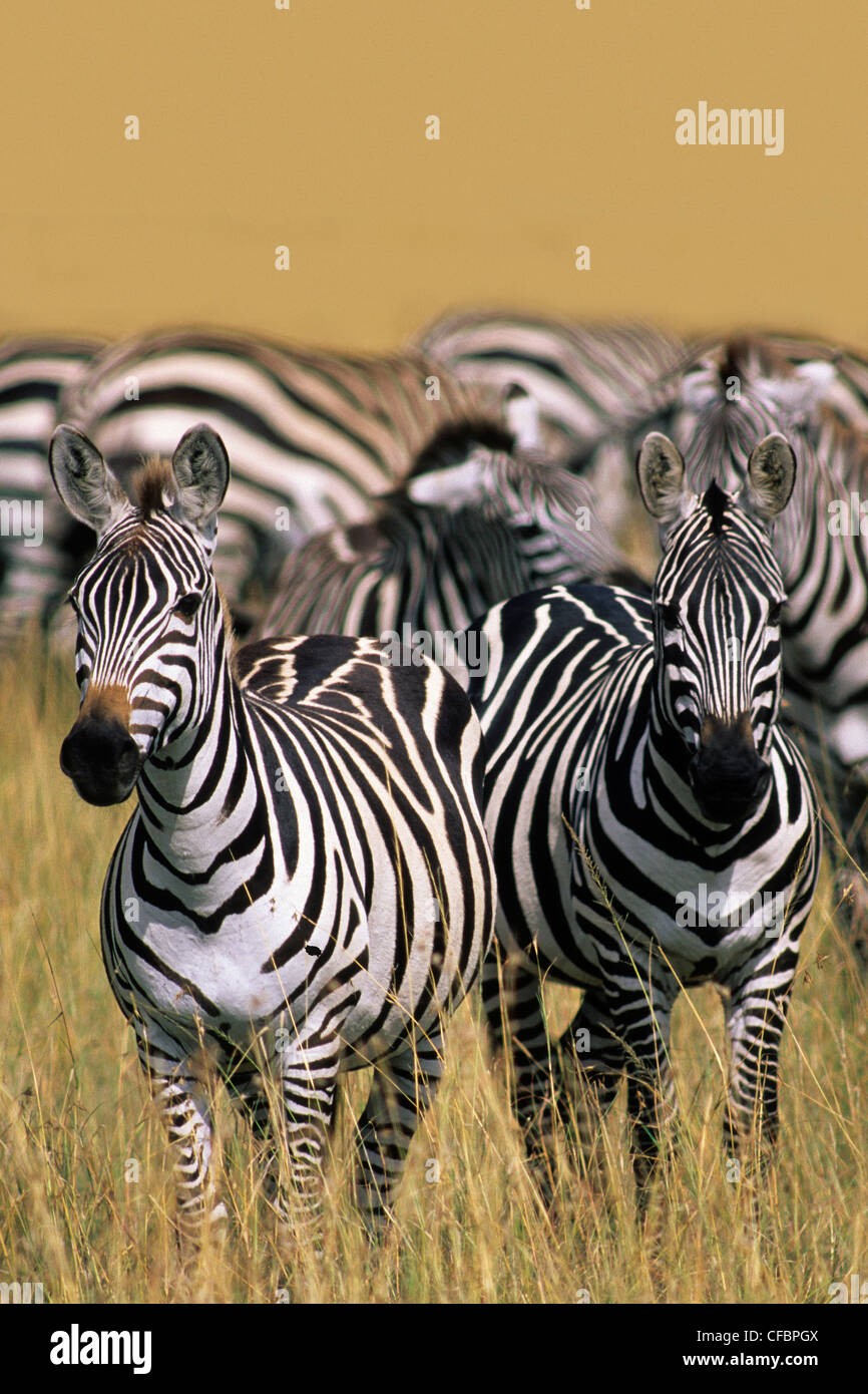 Ebenen Zebras (Hippotigris Quagga), Masai Mara Reserve, Kenia, Ostafrika Stockfoto