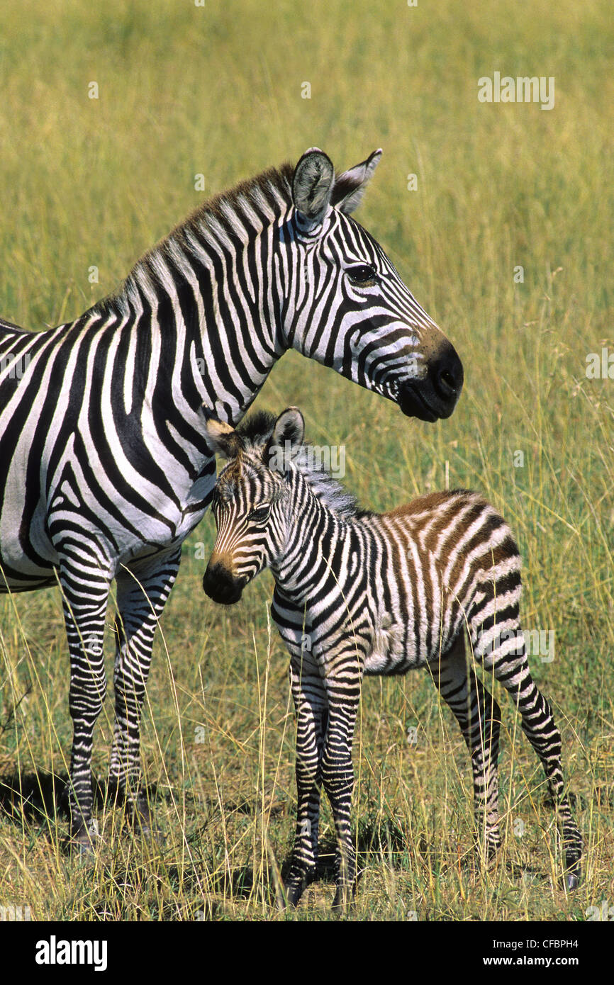 Mutter von Ebenen Zebra (Hippotigris Quagga) und Colt, Masai Mara Reserve, Kenia, Ostafrika Stockfoto