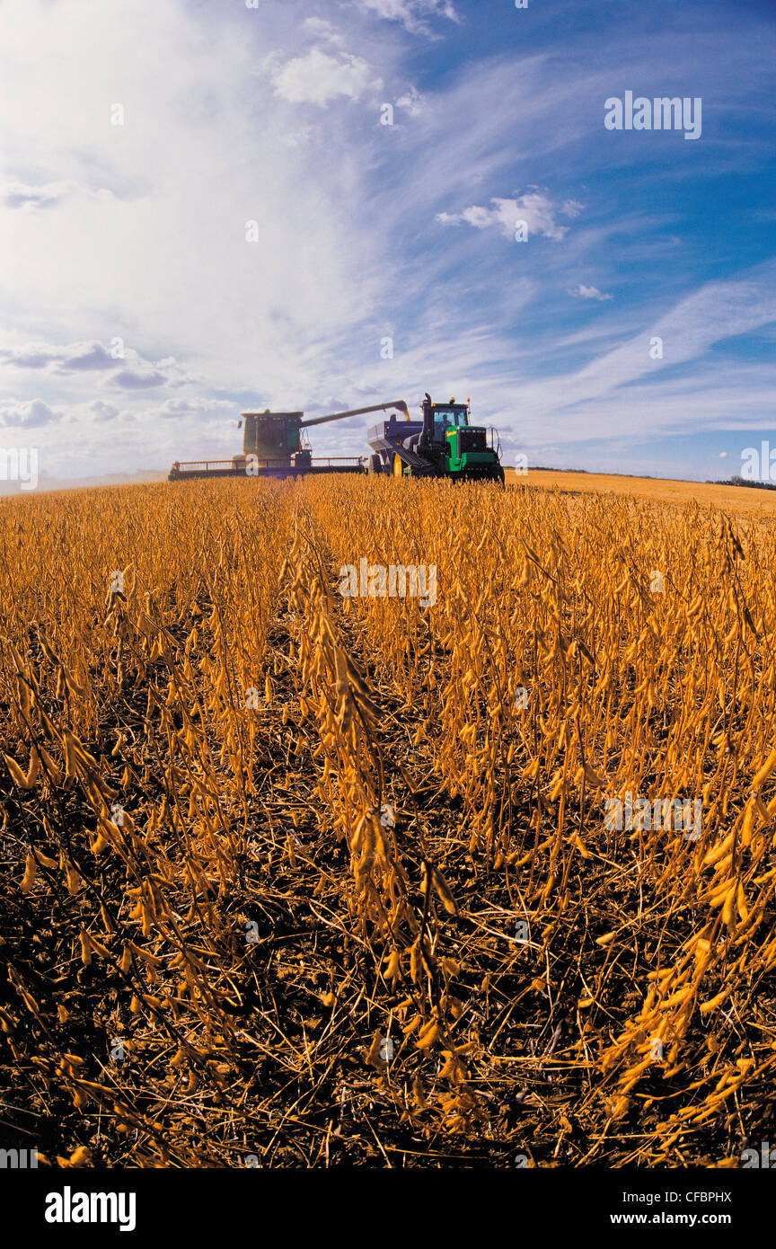 Ein Mähdrescher leert Sojabohnen in einer Korn-Wagen in der Nähe von Niverville, Manitoba, Kanada Stockfoto