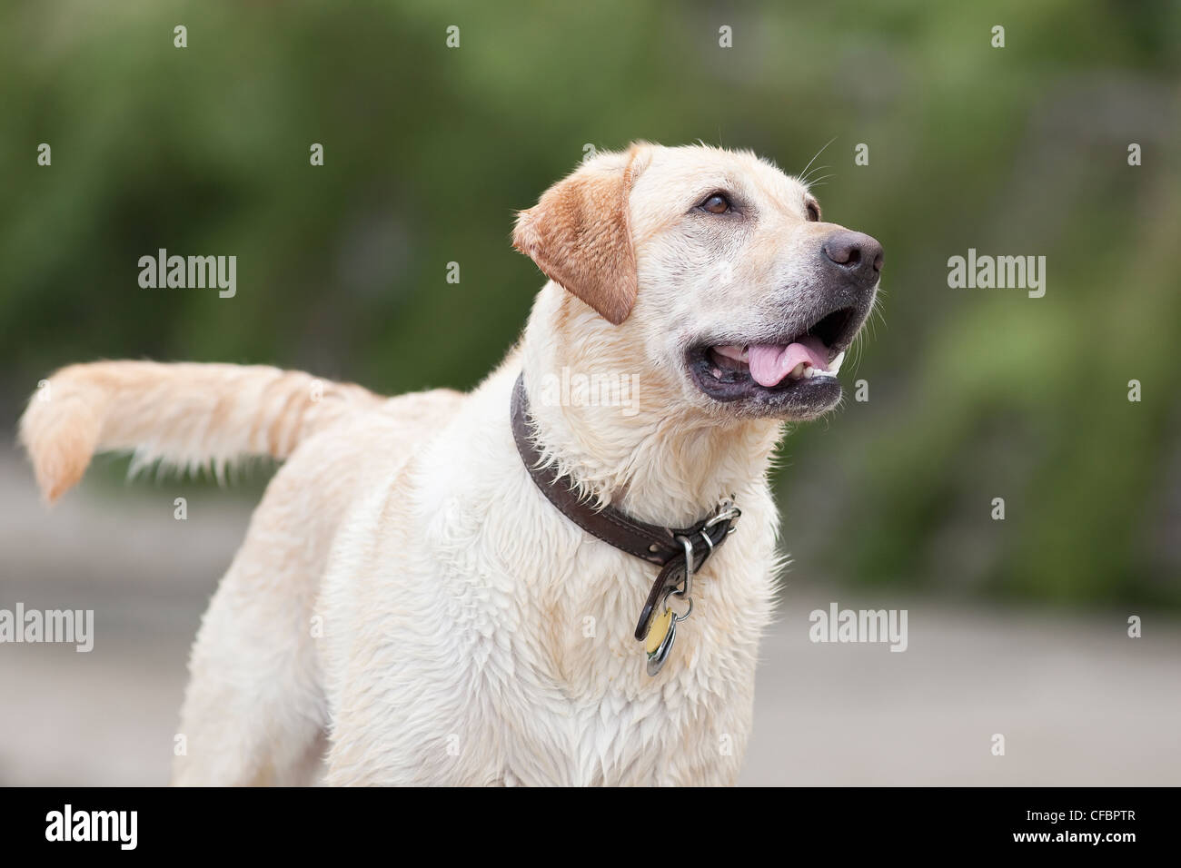 Porträt von einen nassen, glücklich gelbe Labrador Retriever auf einen freundlichen Hundestrand. Hecla Island Provincial Park, Manitoba, Kanada. Stockfoto