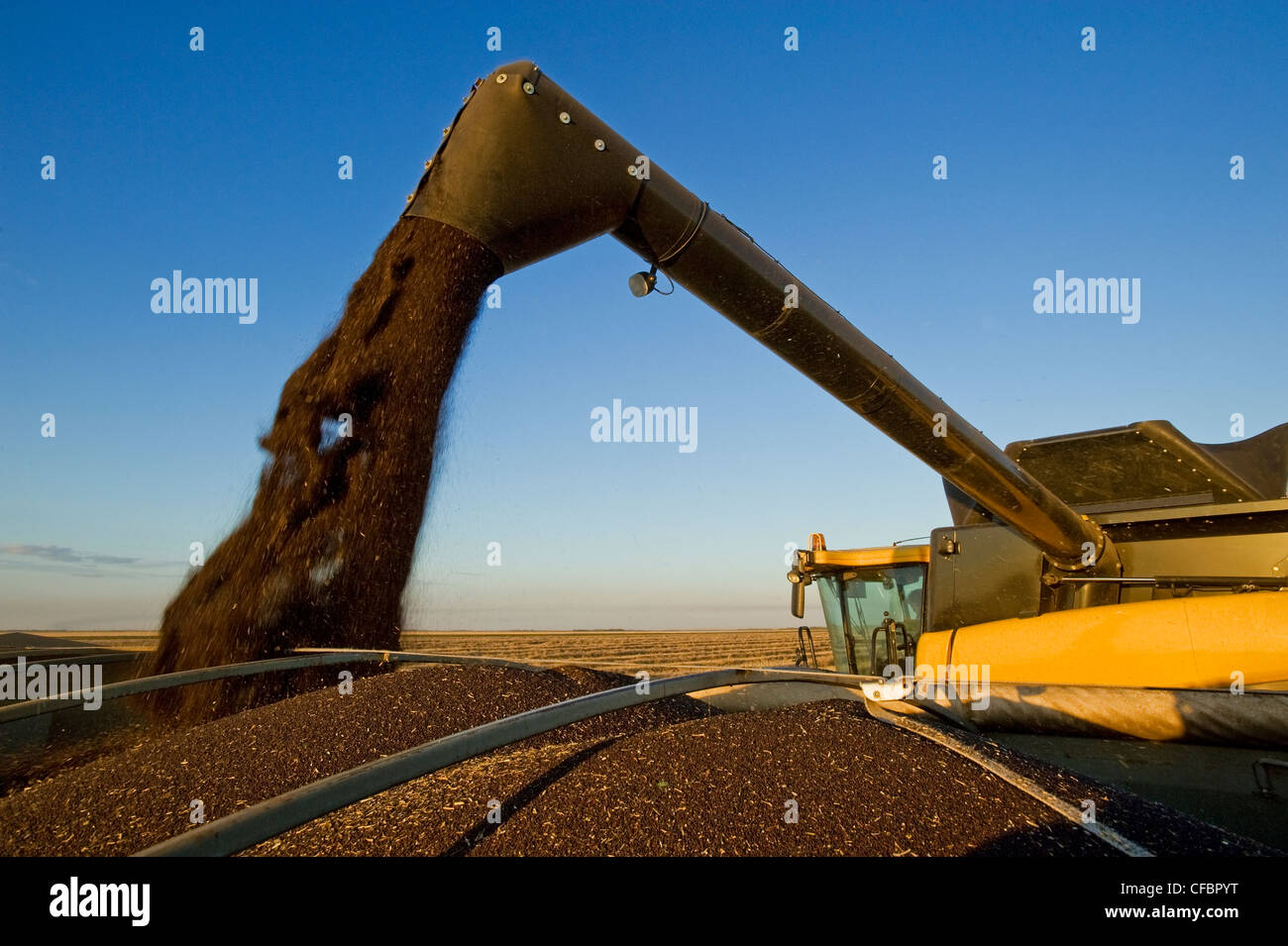 Ein Mähdrescher entlädt Raps in einen Bauernhof LKW während der Ernte in der Nähe von Dugald, Manitoba, Kanada Stockfoto