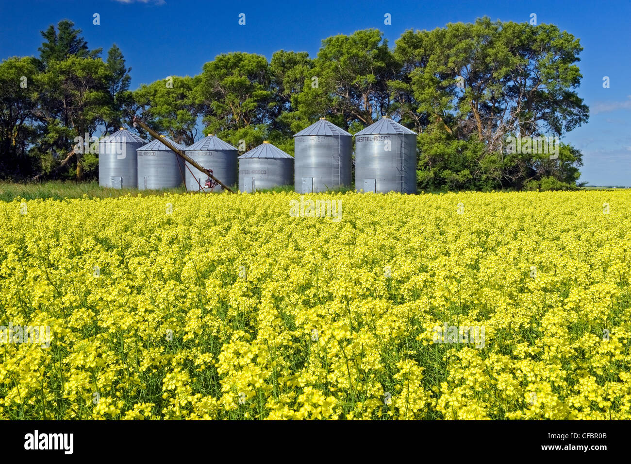 Blühender Raps Feld mit Getreidesilos im Hintergrund, Tiger Hügel, Manitoba, Kanada Stockfoto