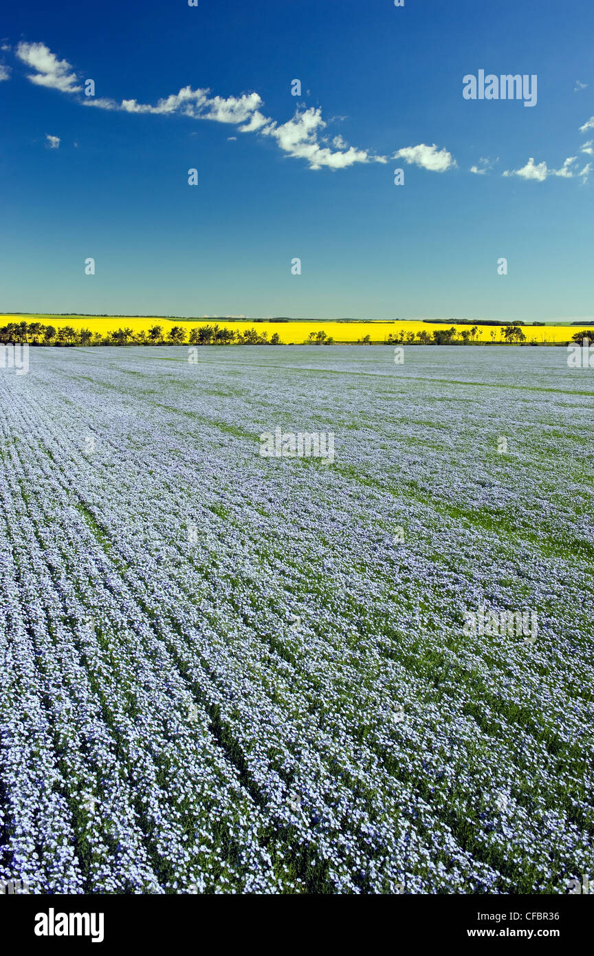 Blühenden Flachs Feld mit Raps im Hintergrund, in der Nähe von Tiger Hügel Somerset, Manitoba, Kanada Stockfoto
