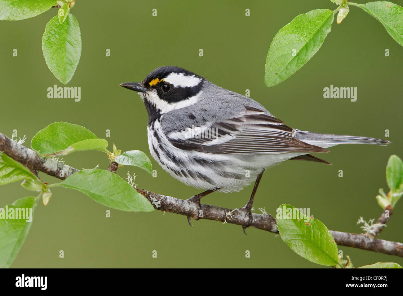 Black-throated Gray Warbler (Dendroica hier) thront auf einem Ast in Victoria, BC, Kanada. Stockfoto