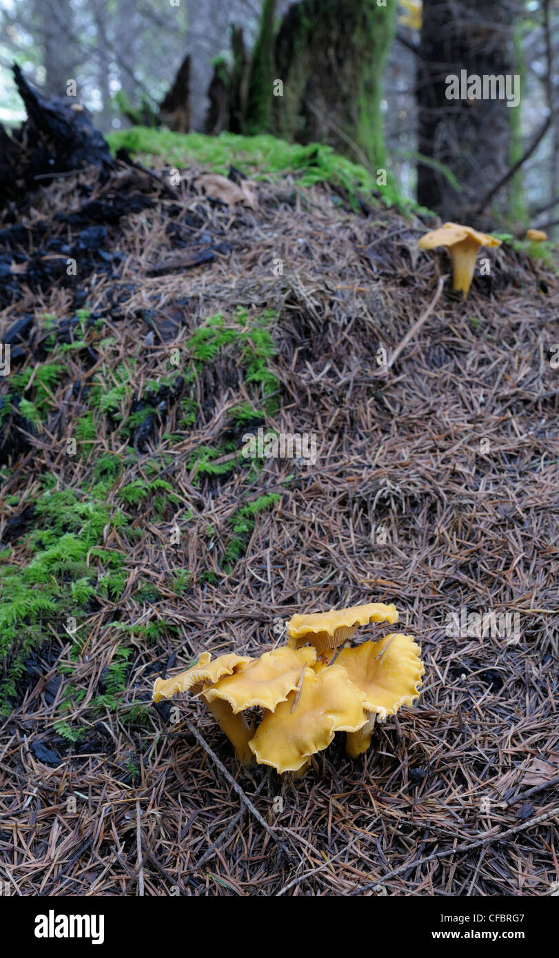 Goldene Pfifferling (Eierschwämmen Cibarius) Stockfoto