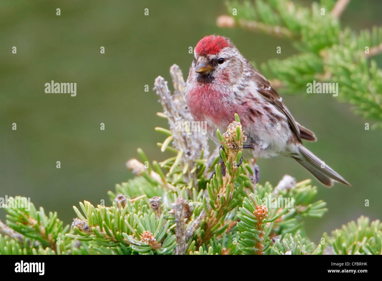 Gemeinsame Redpoll (Zuchtjahr Flammea) thront auf einem Ast in Churchill, Manitoba, Kanada. Stockfoto
