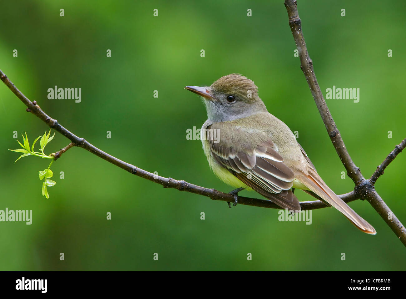 Great Crested Flycatcher (Myiarchus Crinitus) thront auf einem Ast in Manitoba, Kanada. Stockfoto