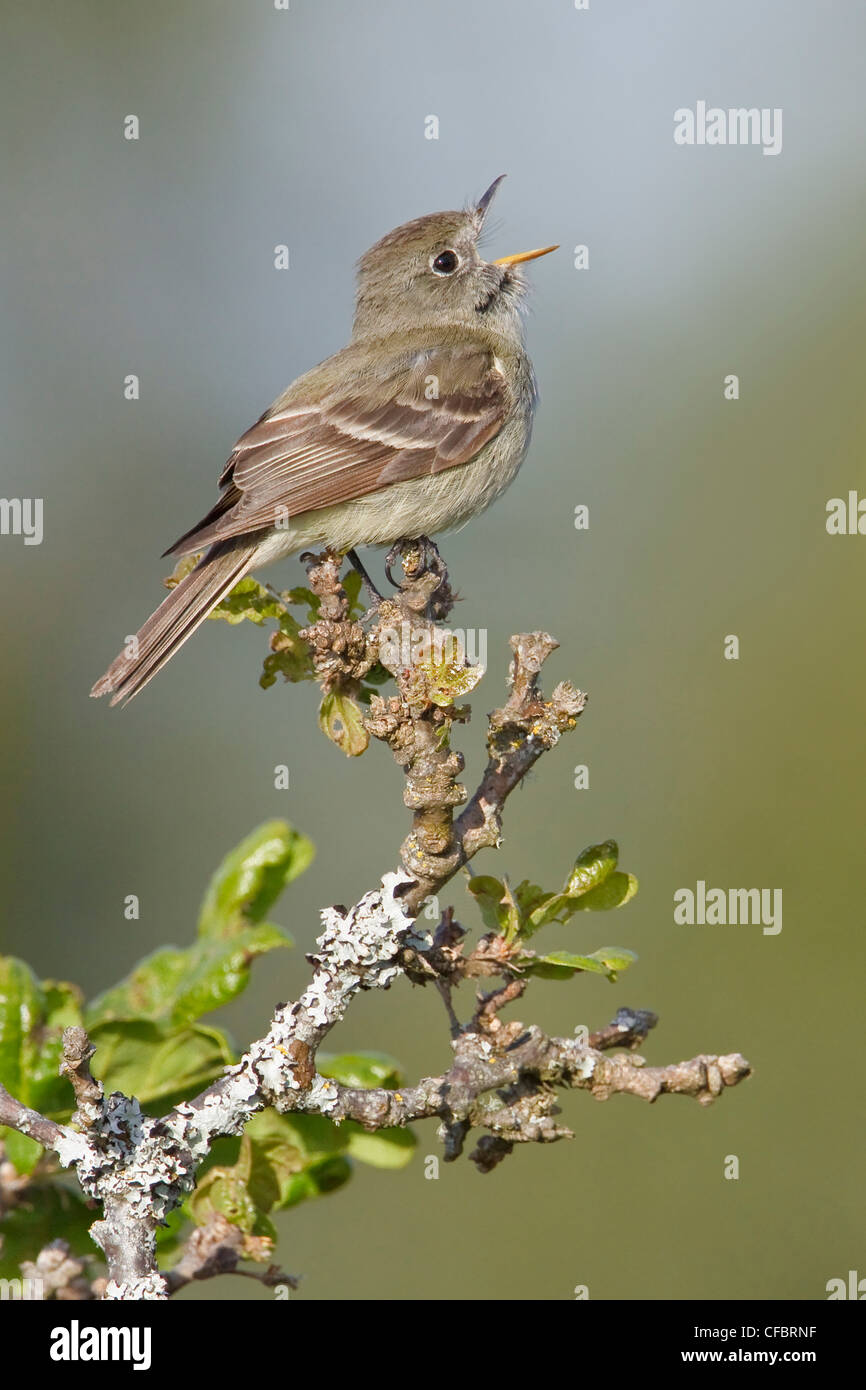 Hammonds Flycatcher (Empidonax Hammondii) thront auf einem Ast in Victoria, BC, Kanada. Stockfoto