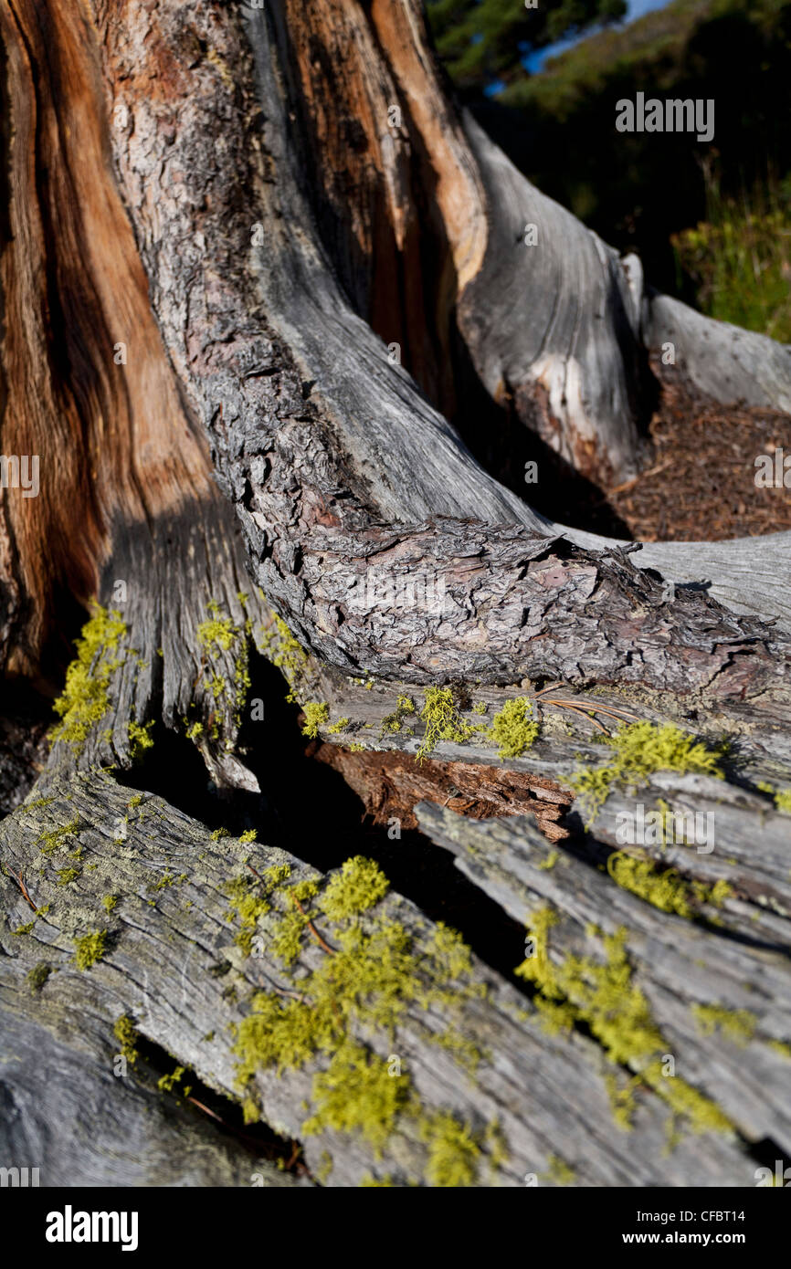 Kiefer, Baum, Wurzeln, blau, Himmel, Felsen, Klippe, Baumwurzeln, wachsen, Stein, Boden, Alp, Holz, Getreide, Österreich Stockfoto