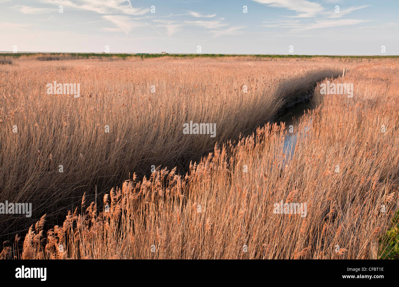Reed-Betten in Cley Marshes, Norfolk Wildlife Trust Naturschutzgebiet, North Norfolk Küste. Stockfoto