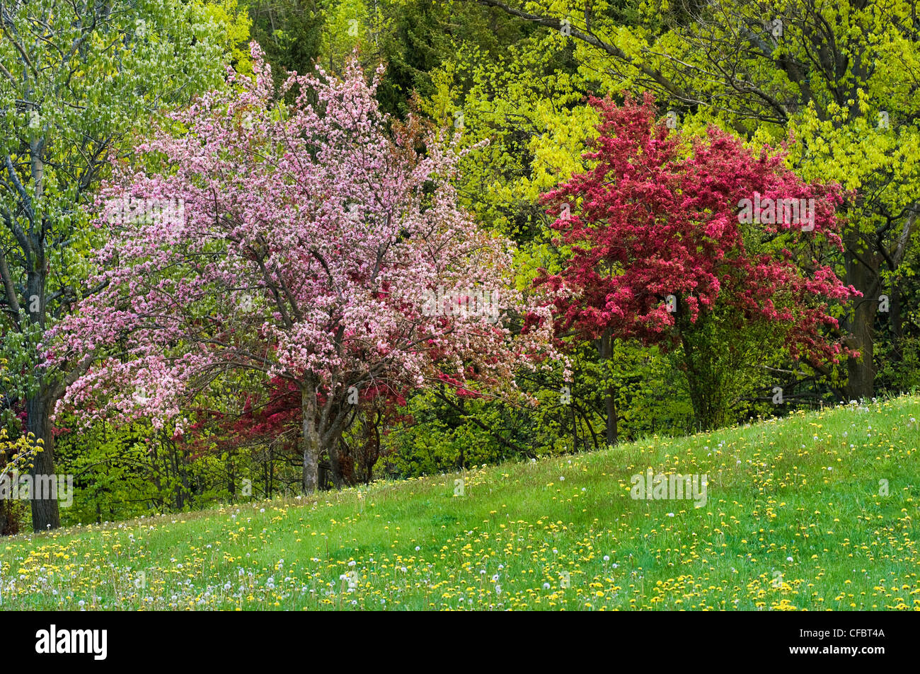 Frühlingsblüten Kelso/Glen Eden Erhaltung Stockfoto