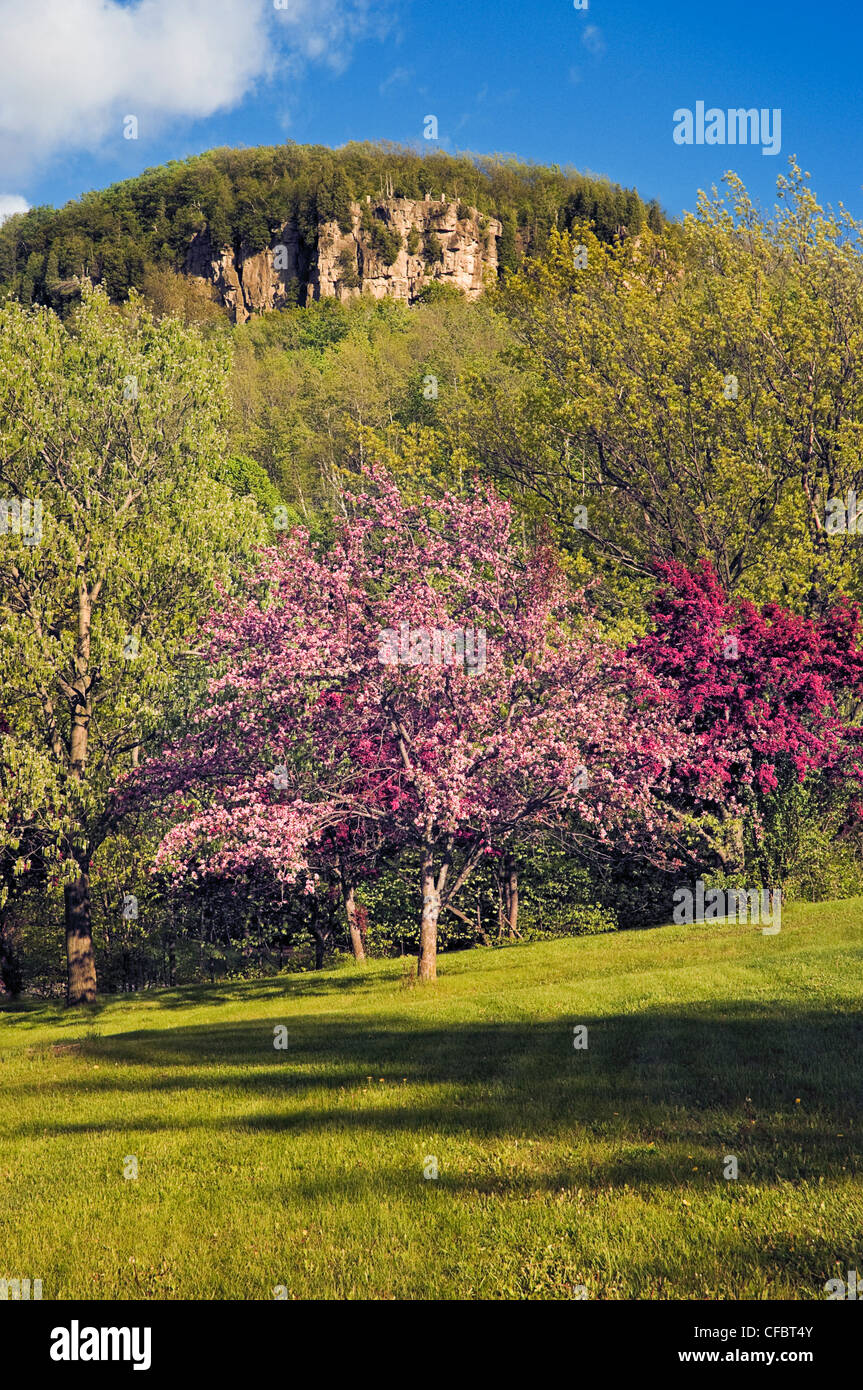 Frühlingsblüten Kelso/Glen Eden Erhaltung Stockfoto