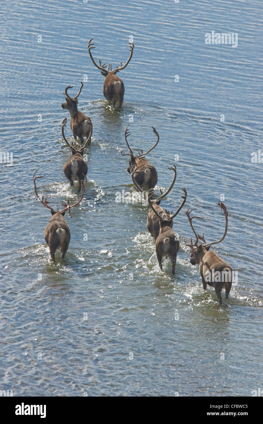 Karge Boden Caribou Crossing Arm des Sees, Rangifer Tarandus Groenlandicus. In der Nähe von Whitefish Lake, Nordwest-Territorien, Kanada Stockfoto