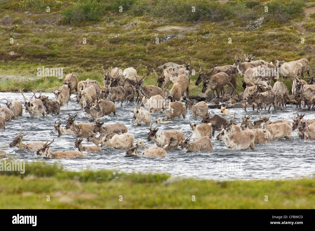 Karge Boden Caribou Migration, Rangifer Tarandus Groenlandicus, Bathurst/Beverly Herde. Barrenlands, NWT, Kanada Stockfoto