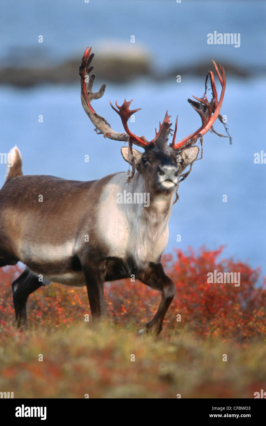 Karge Boden Caribou Stier Herbst tundrantlers Stockfoto