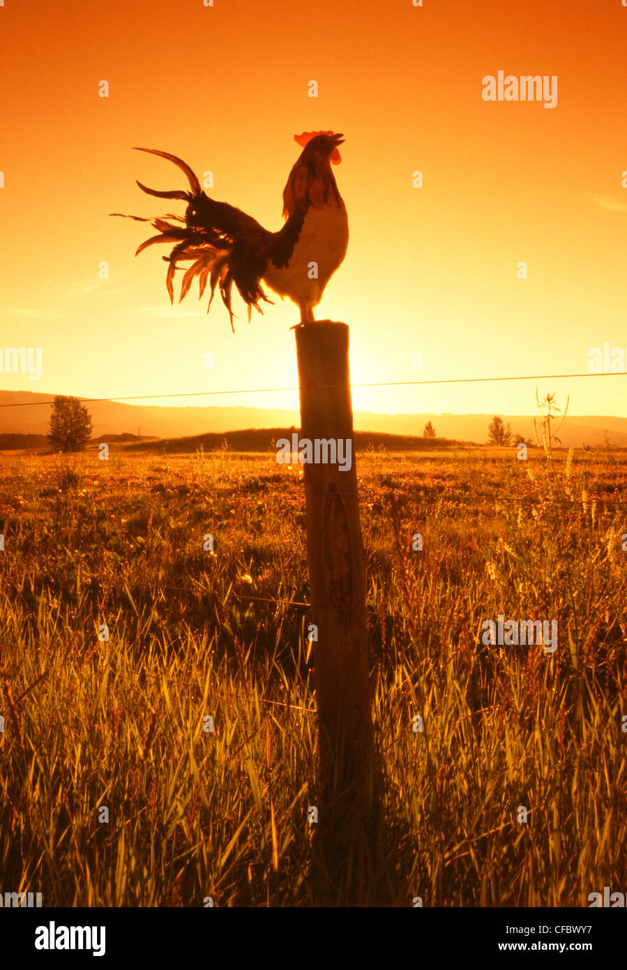 Hahn kräht am Zaun im Morgengrauen in der Nähe von Cochrane, Alberta, Kanada Stockfoto