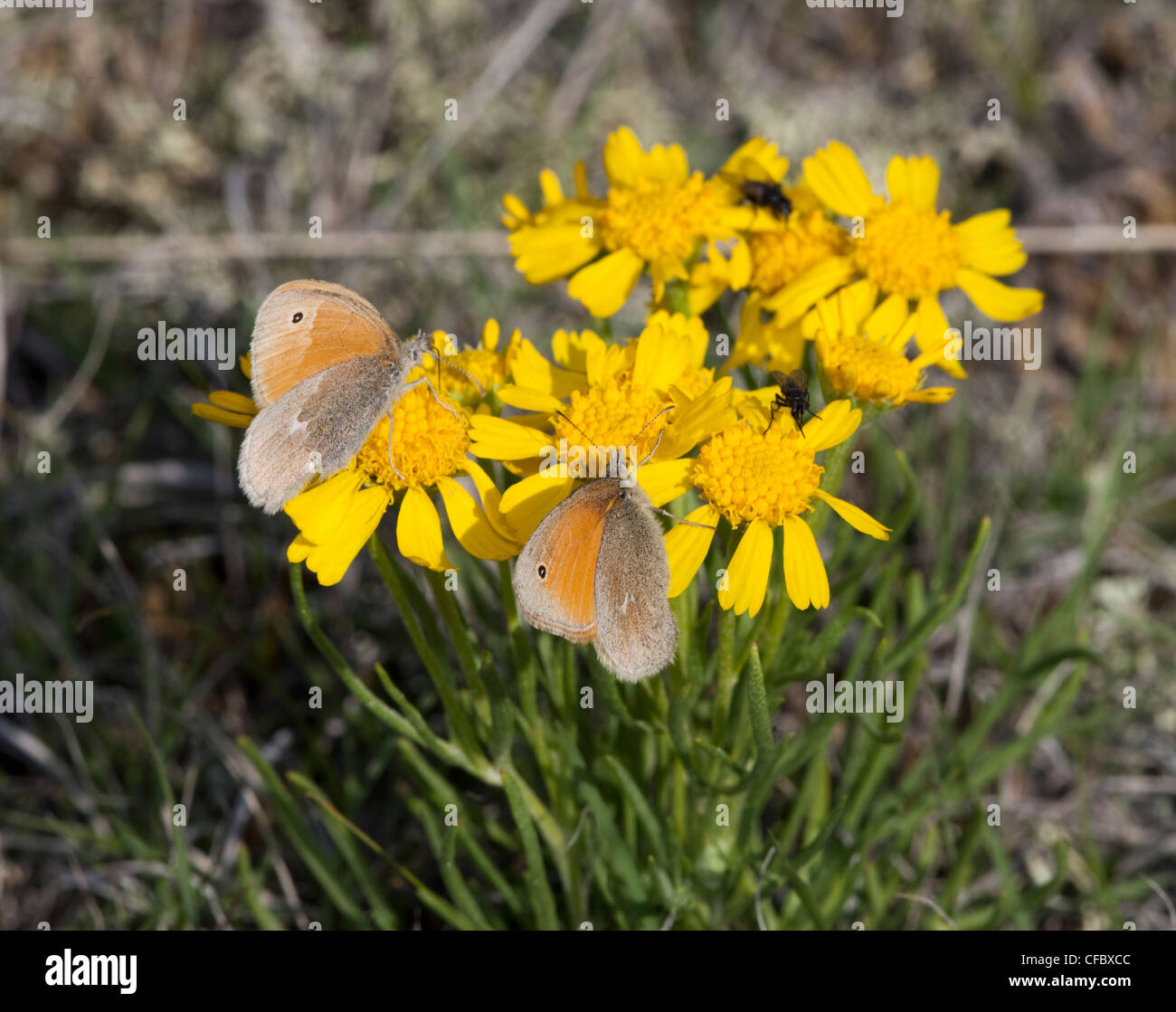 Nahaufnahme von Schmetterlingen auf eine stammlose Hymenoxys (Hymenoxys Aculis). Stockfoto