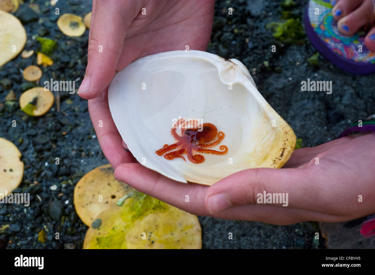 Baby-pazifische Riesenkrake (Enteroctopus Dofleini) Denman Island, British Columbia, Kanada Stockfoto