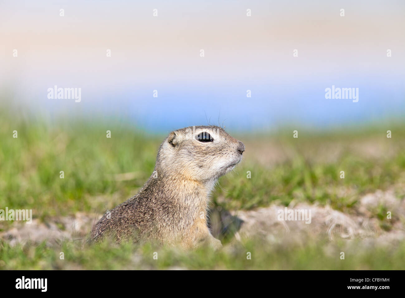 Eine wachsame Richardson's Ziesel. Eiche Hängematte Marsh, Manitoba, Kanada. Stockfoto