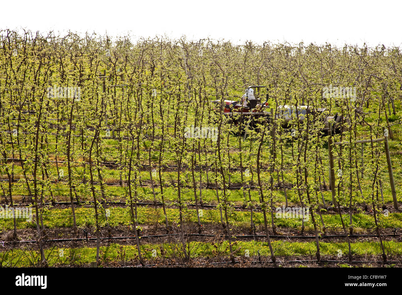 Junge Ambrsia Apfelbäume werden in der Nähe von Vernon, Okanagan Valley, BC, Kanada besprüht. Stockfoto