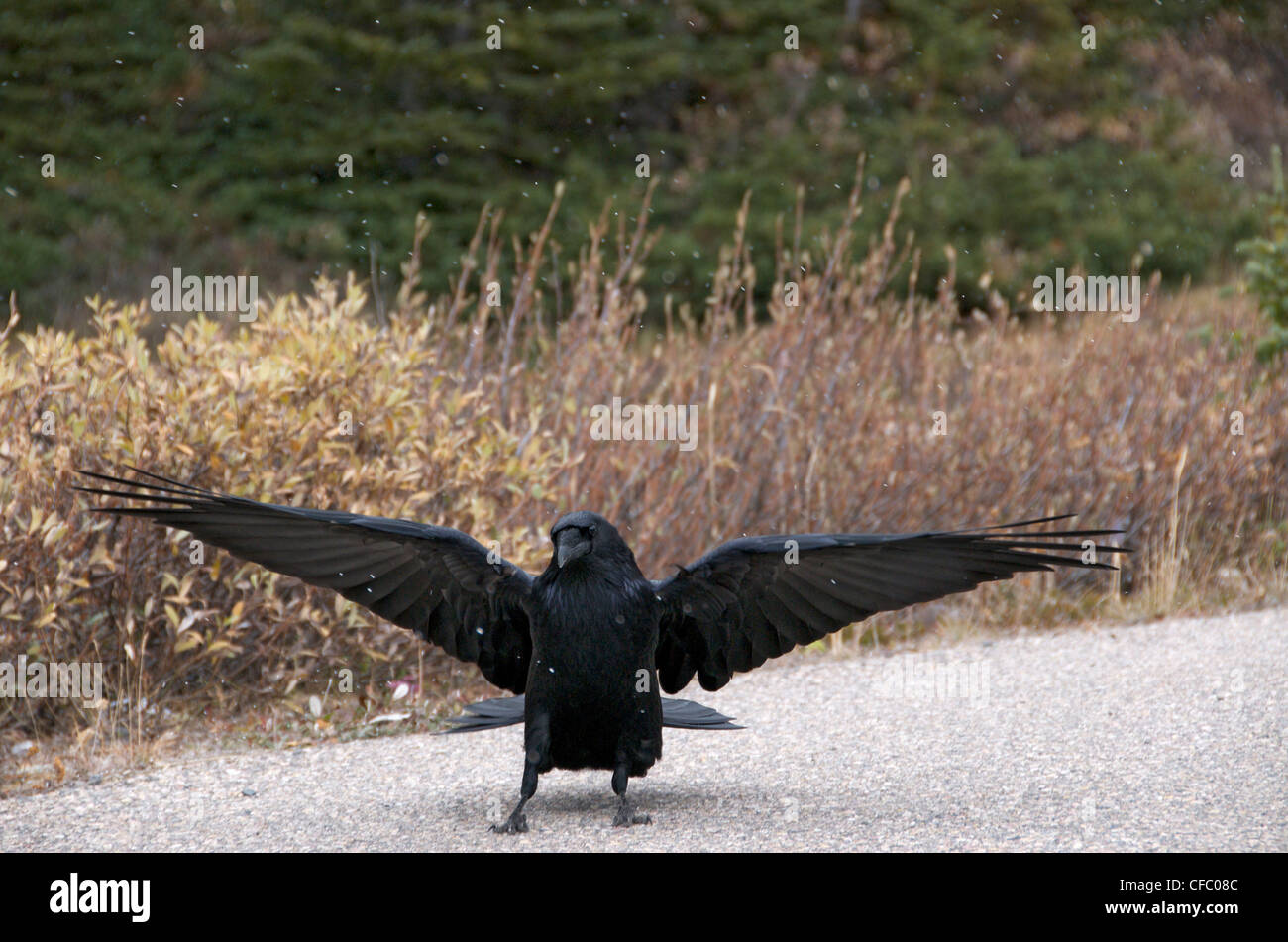 Erwachsenen Raven (Corvus Corax) Landung auf Schotter Weg mit Federn ausgestreckt in borealen Wald, Alberta, Kanada. Stockfoto