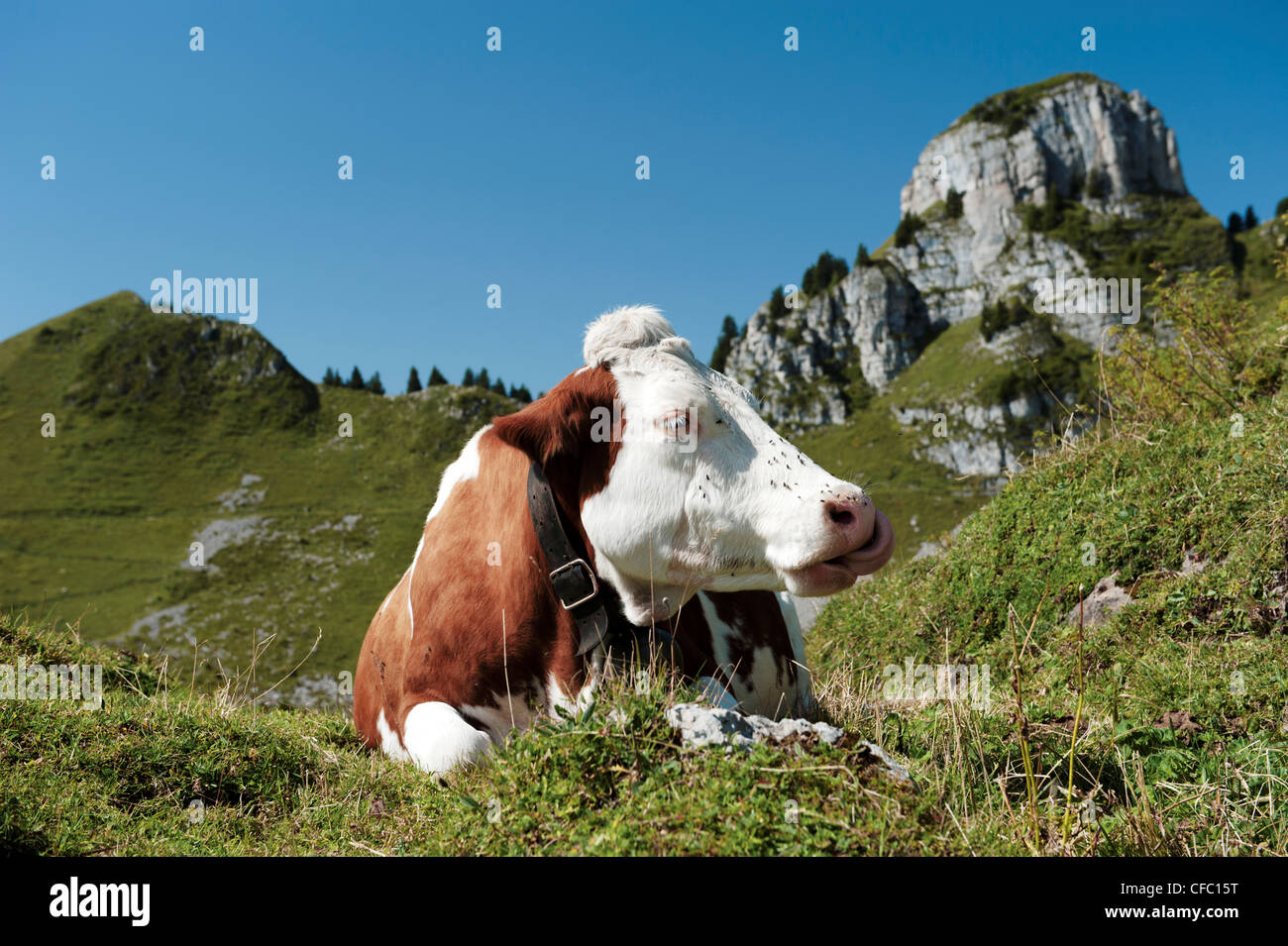 Alp, Alpen, alpinen Weiden, Kuh, Landwirtschaft, Melker, Milchkuh, Milchkuh, Molkerei, Landwirtschaft, Milchwirtschaft, Oberberghorn, Vieh, p Stockfoto