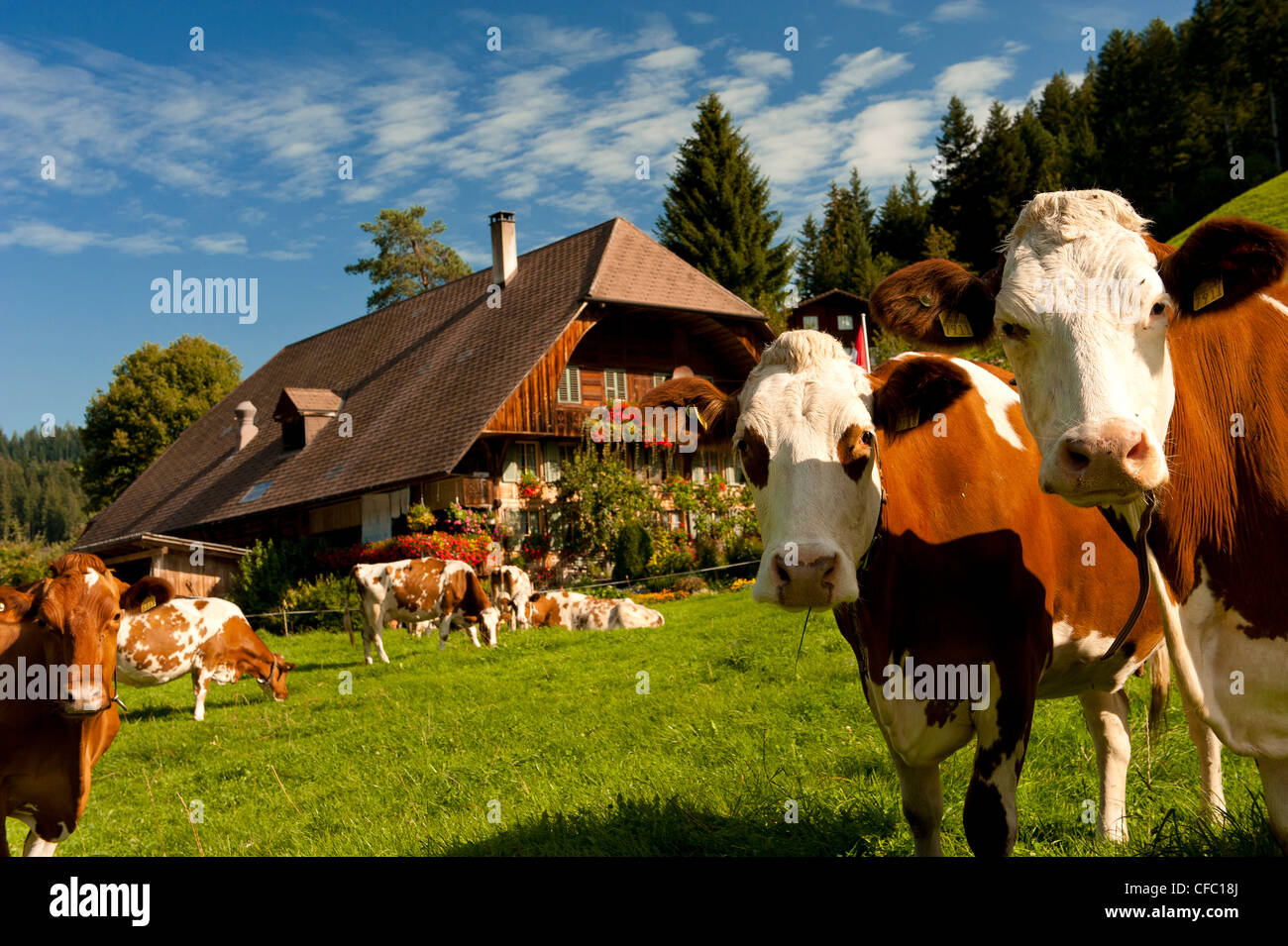 Bauernhof, Bauernhaus, Bauernhof, Bauernhof Stead, Emmental, Gohlgraben, Kanton Bern, Kuh, Vieh, Langnau, Melker, Milchkuh, Milchkuh, d Stockfoto