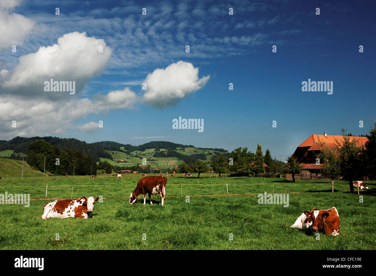 Bauernhof, Bauernhaus, Bauernhof, Bauernhof Stead, Emmental, Ey, Himmel, Kanton Bern, Kuh, Vieh, Landschaft, Landschaft, Langnau, Molkerei, Molkerei Stockfoto