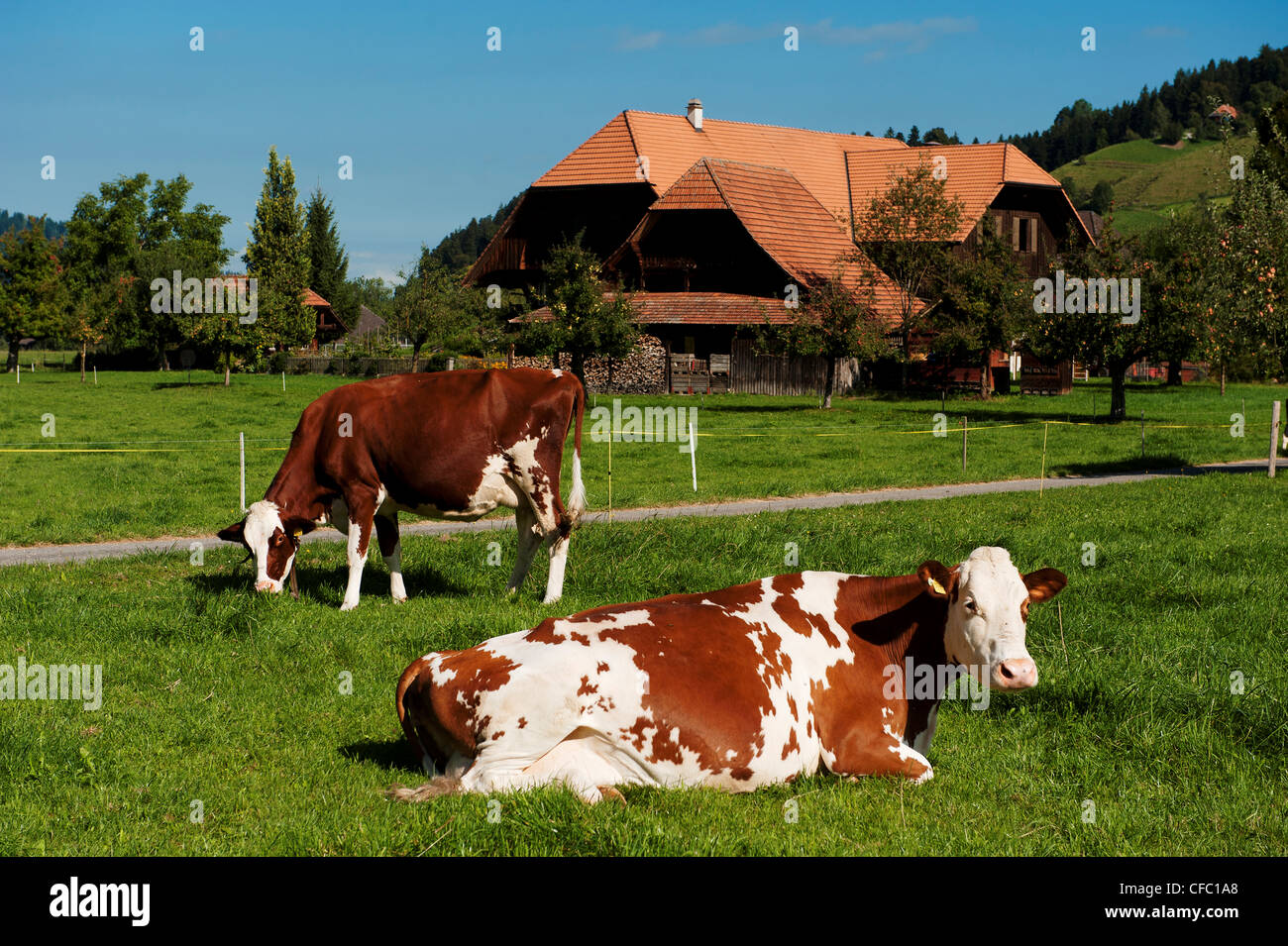 Bauernhof, Bauernhaus, Bauernhof, Bauernhof Stead, Emmental, Ey, Kanton Bern, Kuh, Vieh, Landschaft, Landschaft, Langnau, Molkerei, Molkerei Farmi Stockfoto