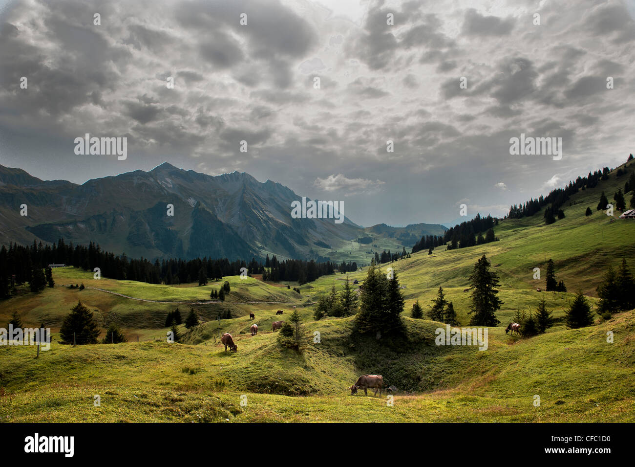 Alpwirtschaft Berglandschaft Berglandschaft Berglandschaften Fichte Zentralschweiz Glaubenbielen Herbst Herbst C Stockfotografie Alamy
