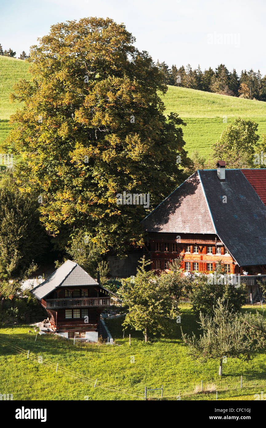 Bauernhof statt, Baum, Bauernhaus, Bauernhof, Emmental, Grat, Haus, Bauernhof, hügelige Landschaft, Hügelland, tiefen, hügelige Landschaft, c Stockfoto