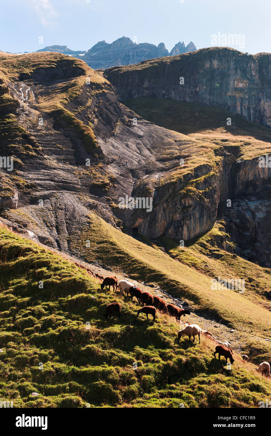 zeremonielle Senkung von Vieh vom Berg ins Tal, Alpen, Almen Alm, Berge, Berglandschaft, Berg Stockfoto