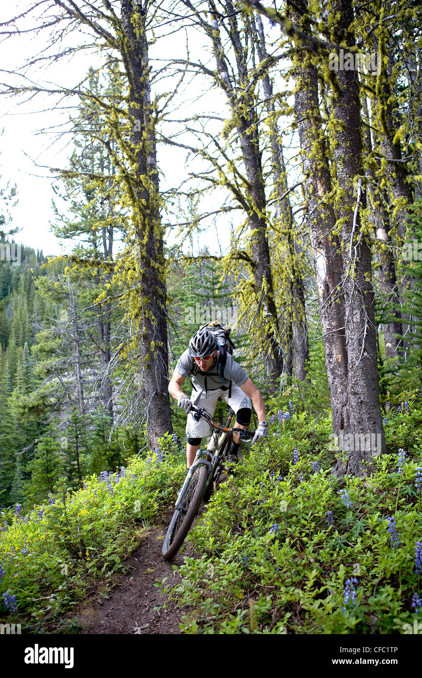 Chilco Mountainbike Lick Creek Andreas Hestler Stockfoto