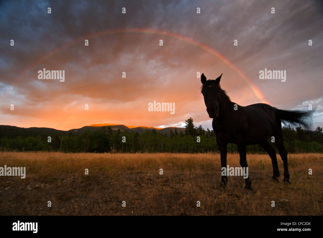 Ein schwarzes Pferd und ein Regenbogen, Chilcotins, Britisch-Kolumbien, Kanada Stockfoto