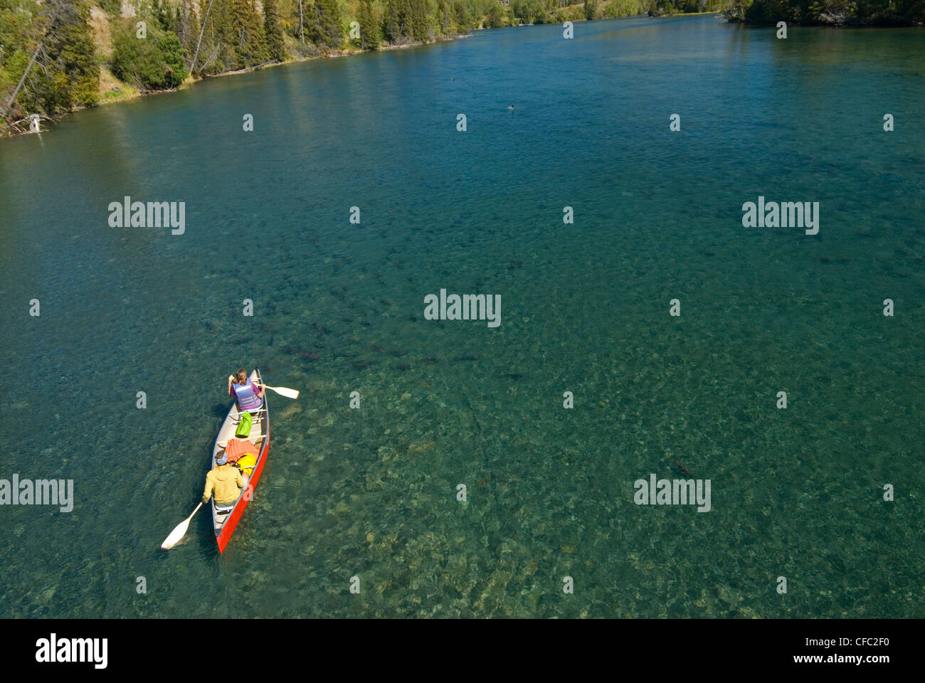 Kanu über Sockeye Lachs auf der Chilko River, British Columbia, Kanada Stockfoto