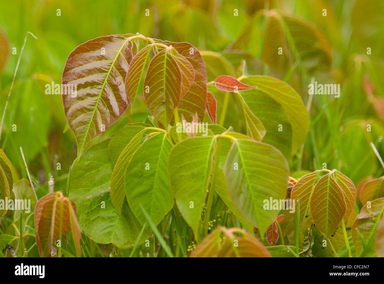 Poison Ivy (Toxicodendron Radicans) Stockfoto
