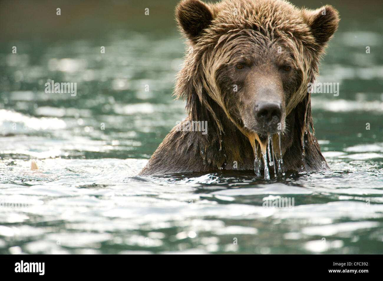 Grizzly Bear Ursus Horribilis nach schwimmt zu säen Stockfoto