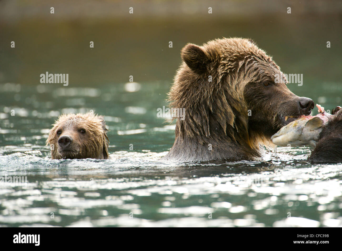 Cub, Grizzlybär Ursus Horribilis nach Schwimmen, zu säen Stockfoto