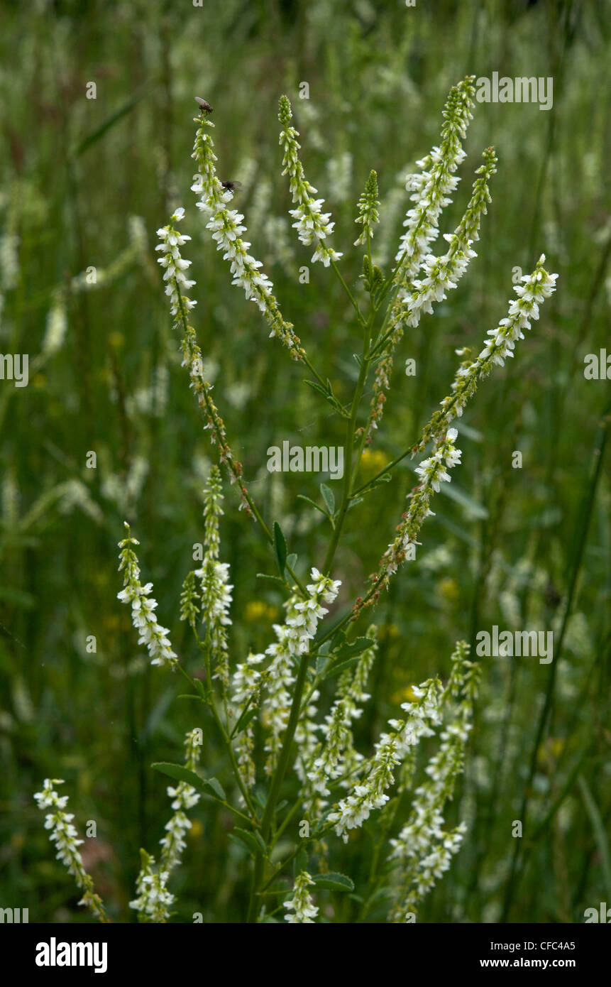 Weiß-Klee (Trifolium Repens) Blüten in unterschiedlichen Stadien des Wachstums. Stockfoto