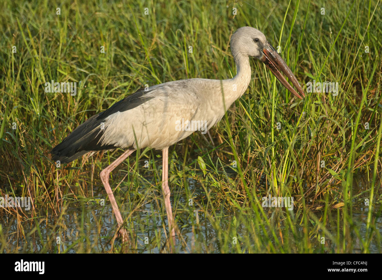 Asiatischer Openbill Storch (Anastomus Oscitans) in Yala Nationalpark in Sri Lanka Stockfoto