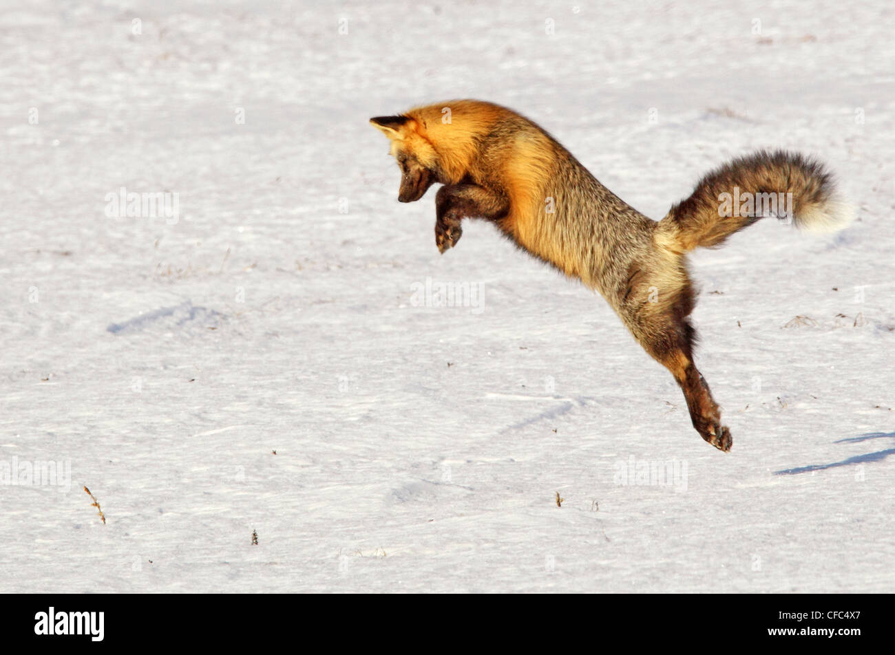 Fuchs springt in die Luft, wie es Nagetiere, Yukon Territorium, Kanada Jagd ist. Stockfoto